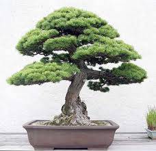 cay bonsai.jpg